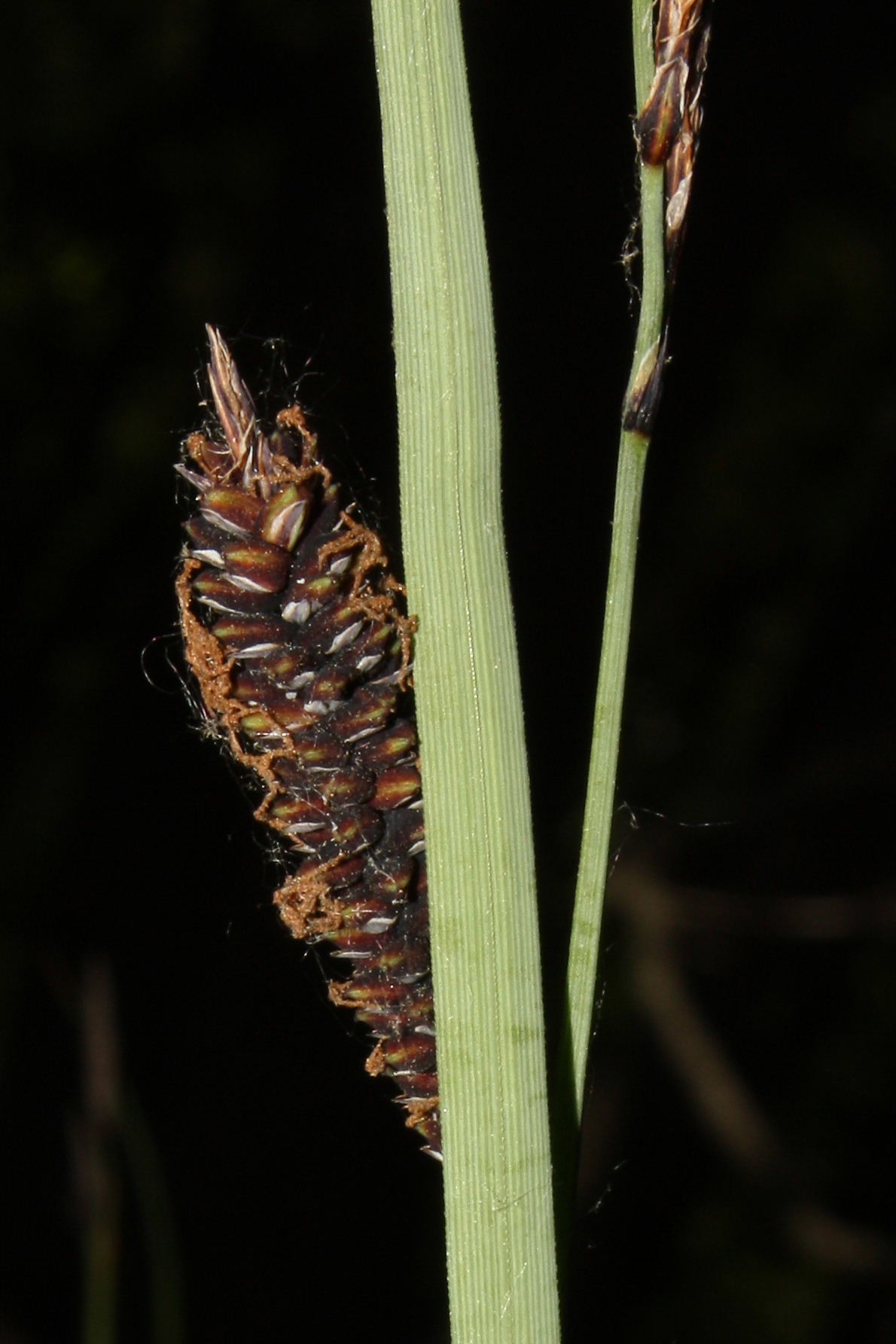 Carex nigra / Carice fosca